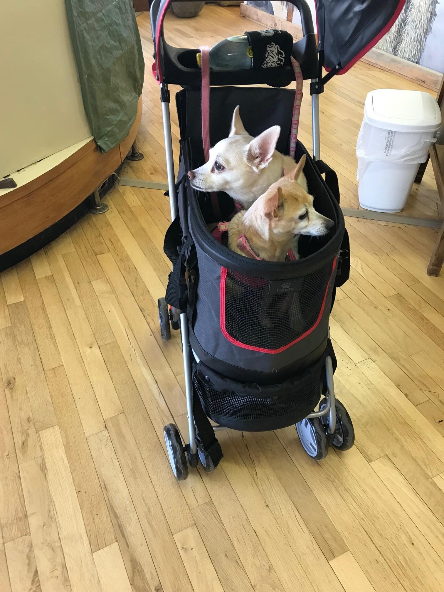 Pavement was too hot for their paws so we got a stroller. They loved it.   Lilly (back) was adopted from The FW Humane Society & China from Ninja Paws rescue.   Carla & Rick Faherty, Fort Worth