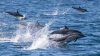 Florida man who shot and poisoned dolphins sentenced to 1 month