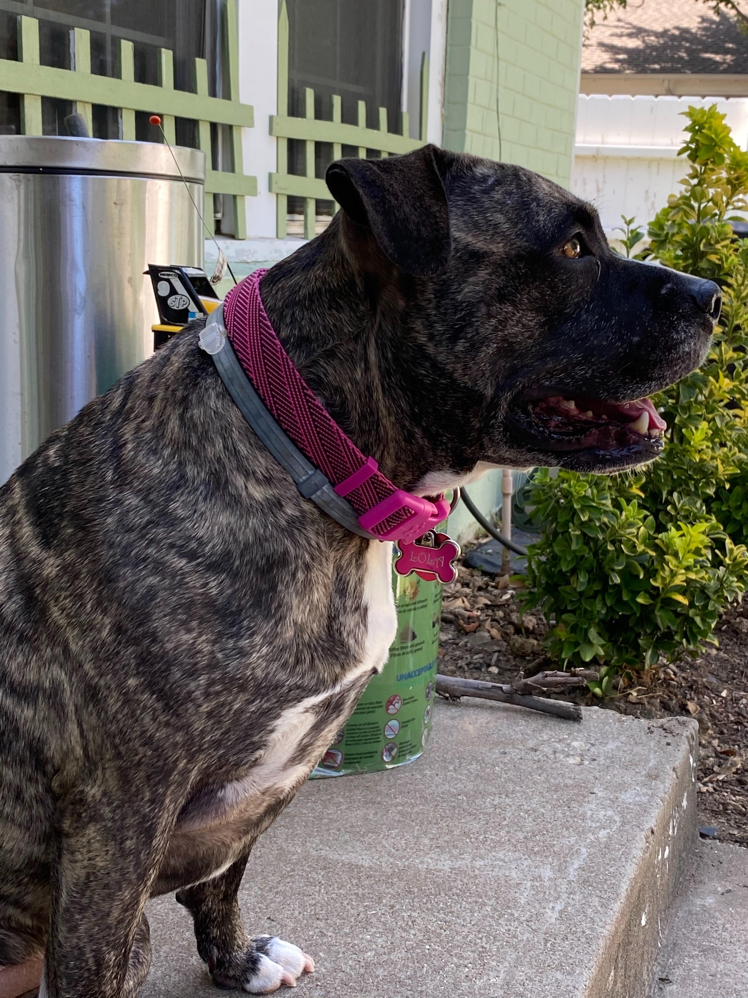 Lola was our foster that we welcomed to our home in April. She’s so loving we ended up keeping her . Fort Worth animal shelter.
