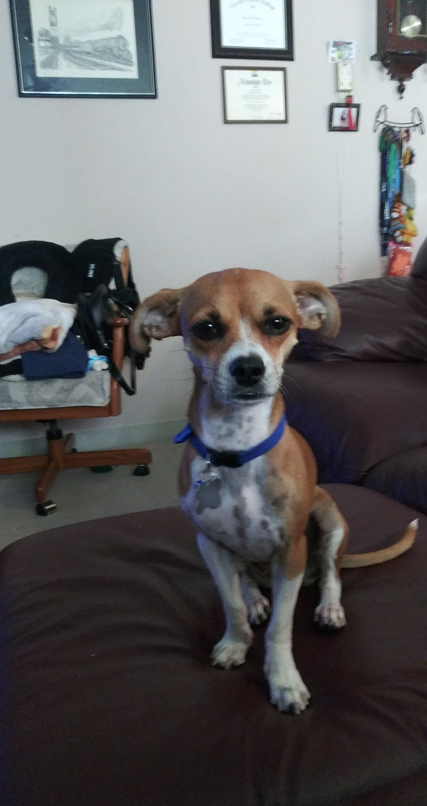 This is my dog Rosie. I rescued her from the Fort Worth Animal Shelter earlier this year.