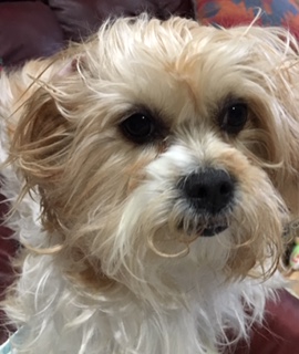 This is MimiJo. We adopted her in July 2018 when she was 5 years old.