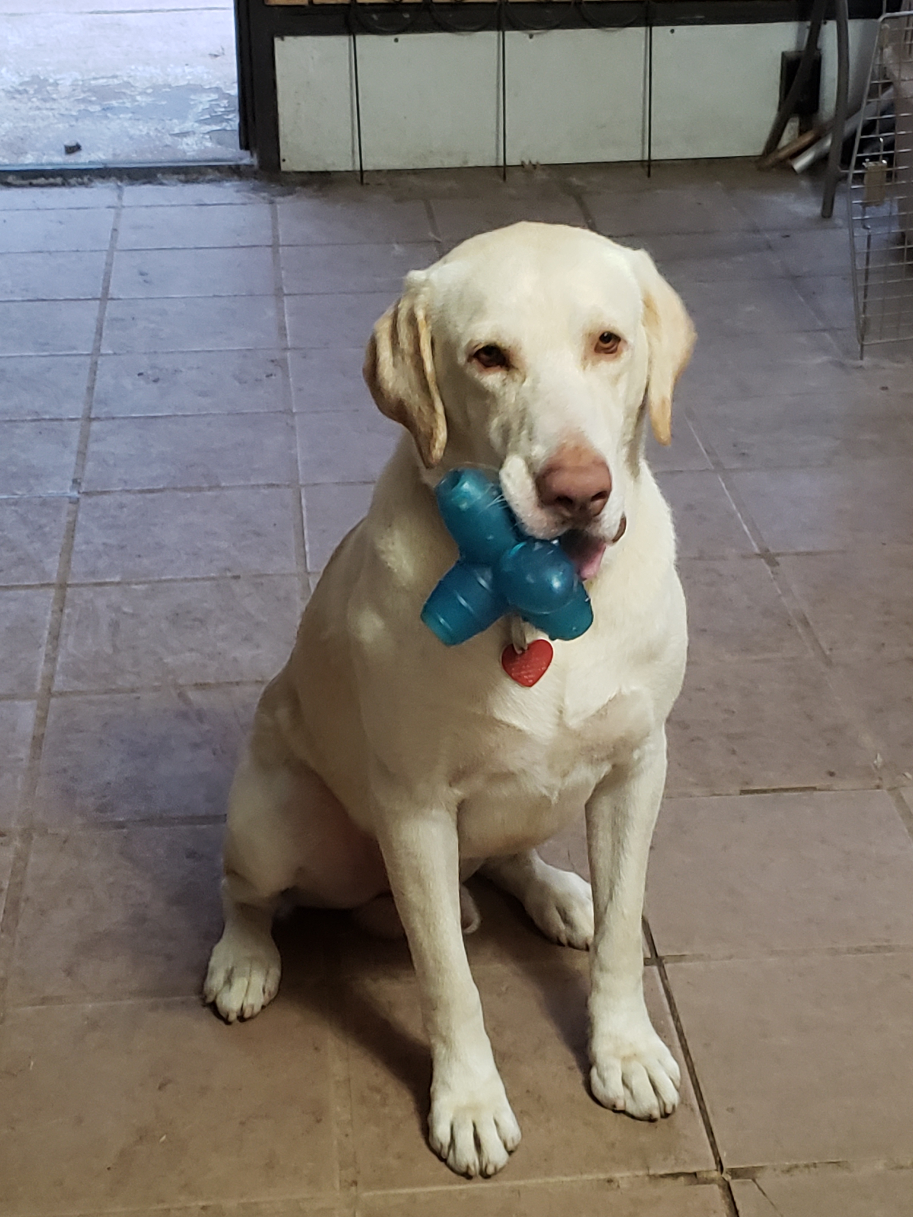 BUCK is four, 100% Labrador Retriever inherited from my father almost three years ago. Big Blond with huge paw that covers my hand.