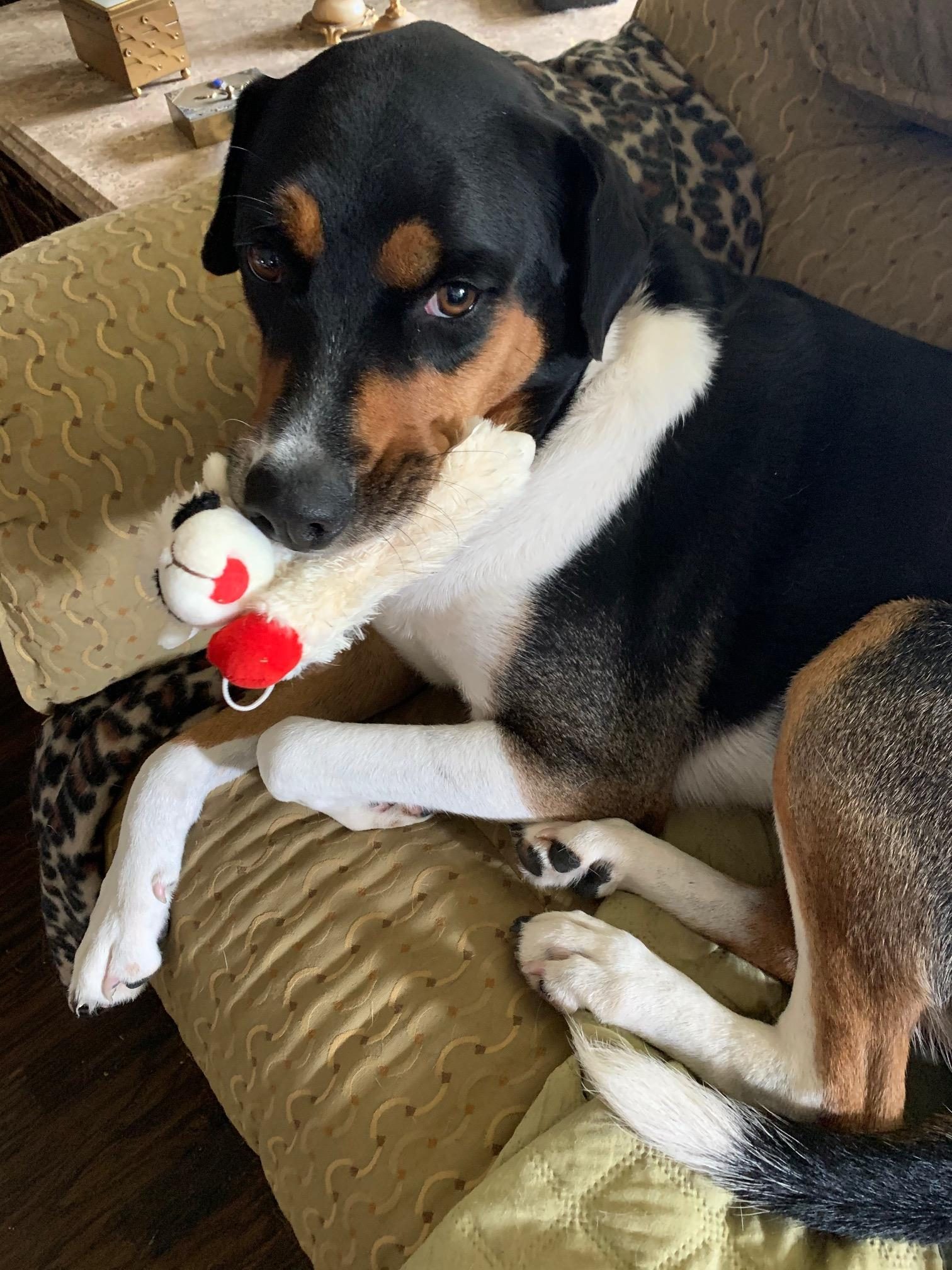 Meet Sadie (with the pink toy) and Harley. Both rescued 2 years ago. Precious gifts.   Palma Sent from my