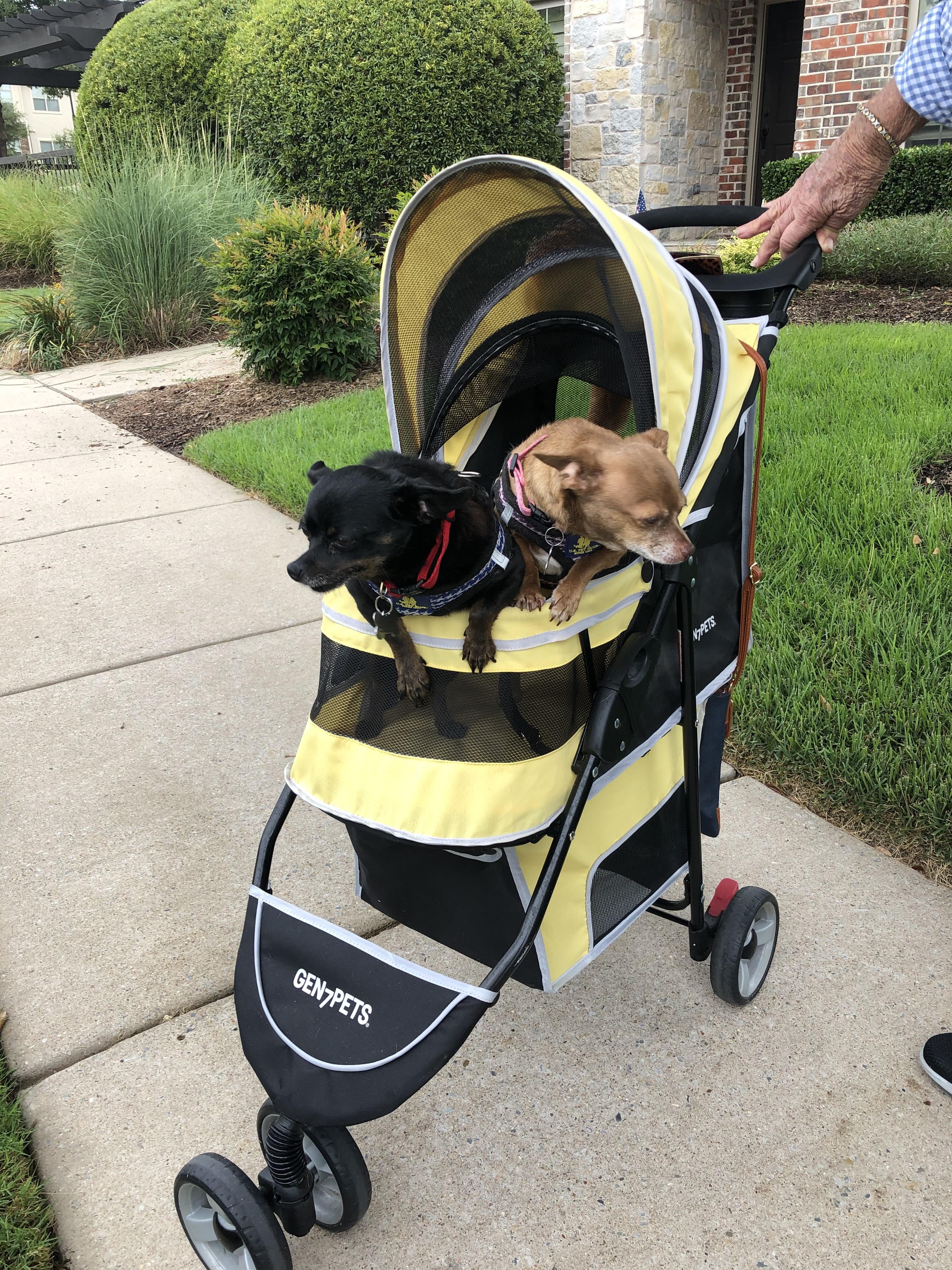 Rescue pups, Tiny and Squirt, out for their daily walk with Mom.
