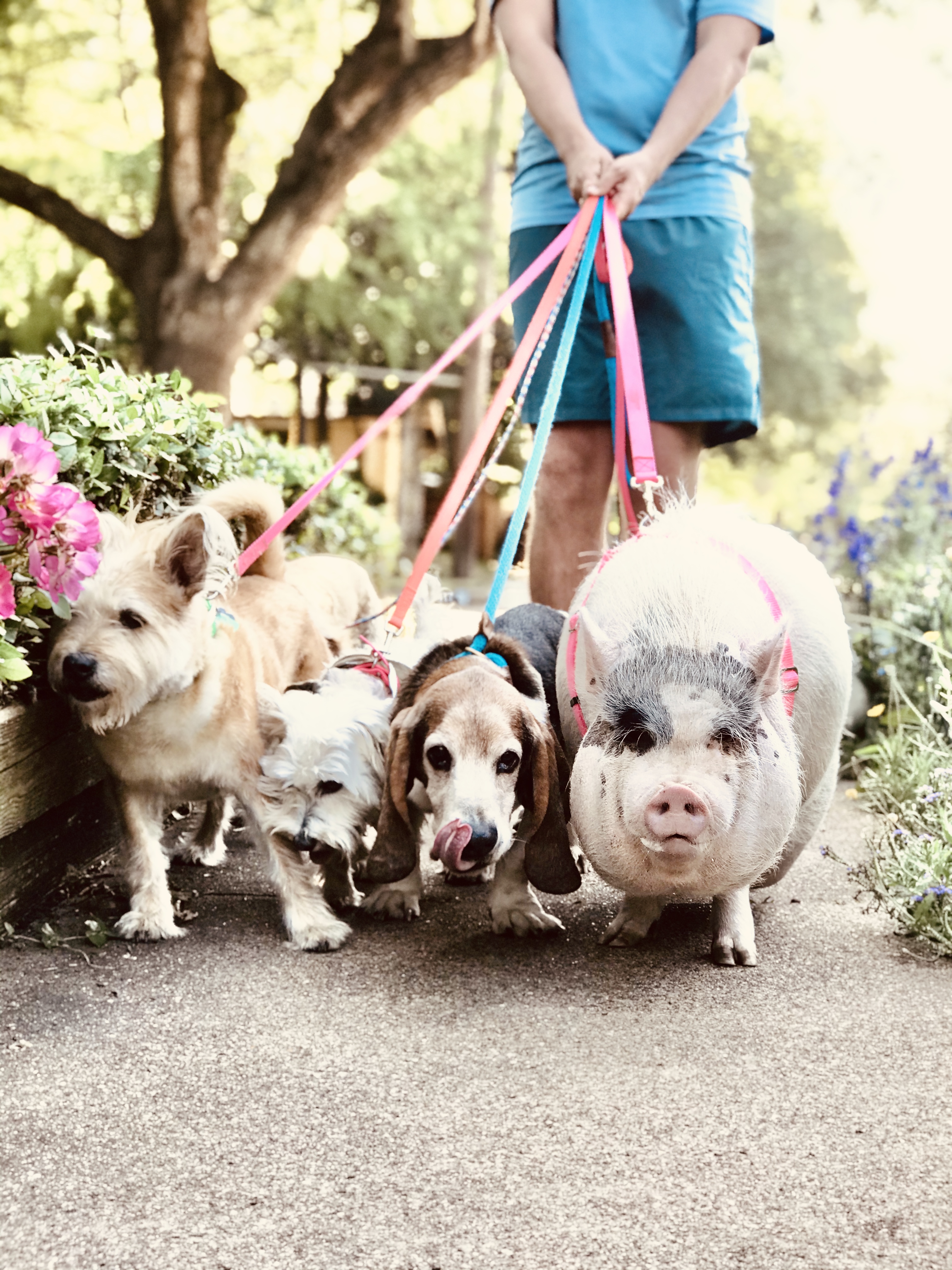 In honor of clear the shelters week, here is Peppa the pig (rescued from the Fort Worth animal shelter, September 2019) and her dog friends (all rescues from Dallas animal services) enjoying a walk in Oak Cliff! You can find more peppa adventures on Instagram at @peppalovesdallas!
