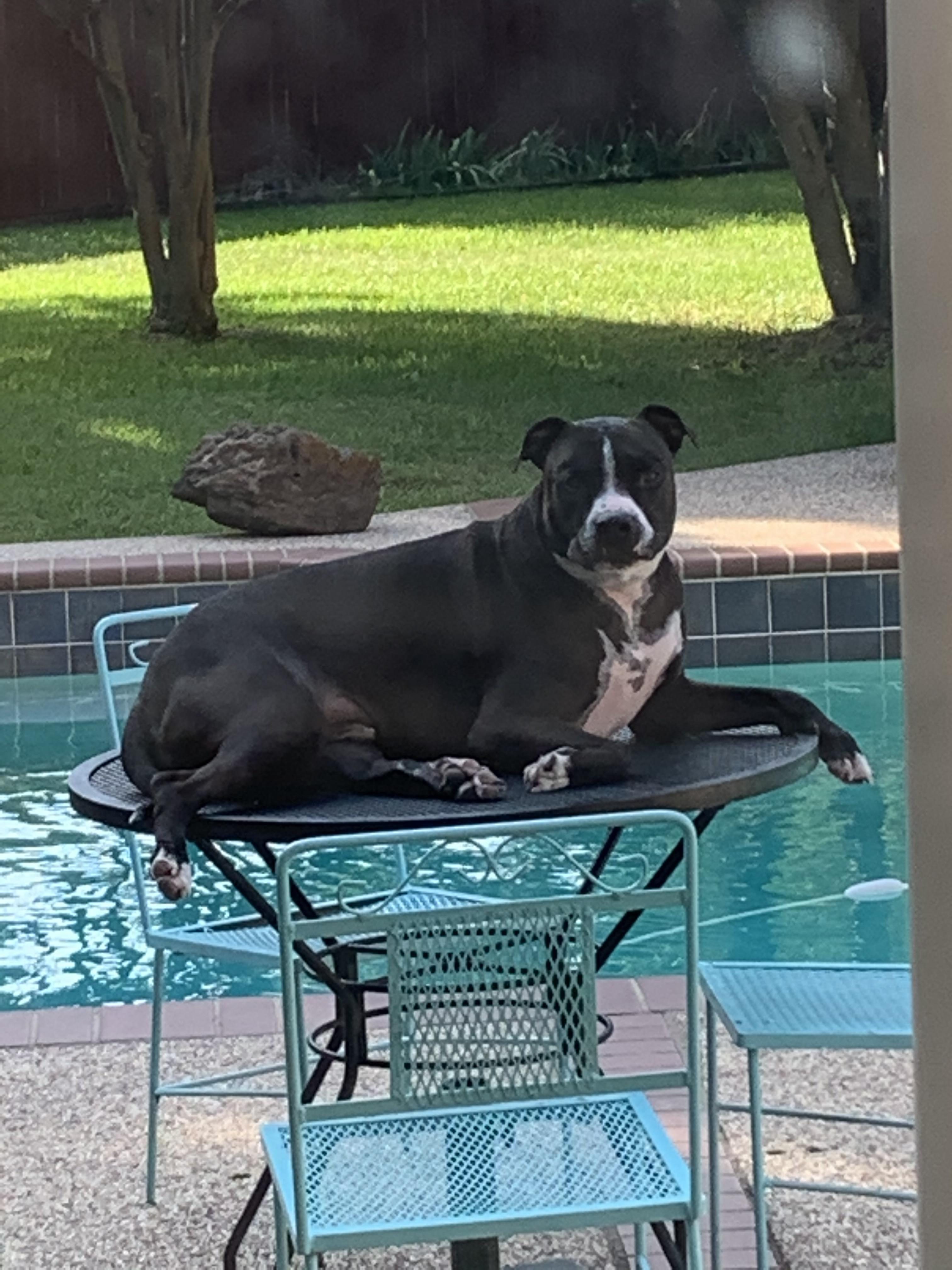 Hello!  This is Captain.  He is a pit bull mix rescue from the Dallas SPCA.  He is the funniest, sweetest guy and is is surrounded by love!