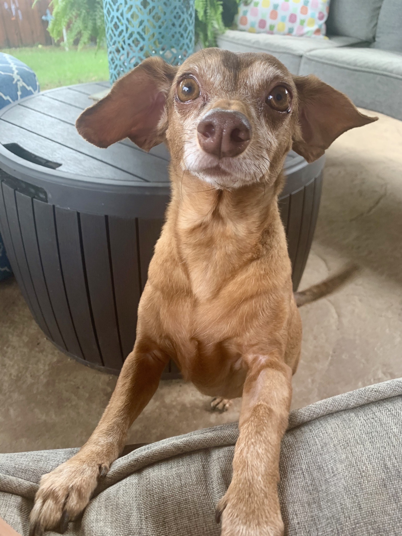 This is Archie adopted from Tails from the Heart in Carrollton! He loves laying out in the warm Texas sun and cuddling with his humans on the couch! -Angela L.