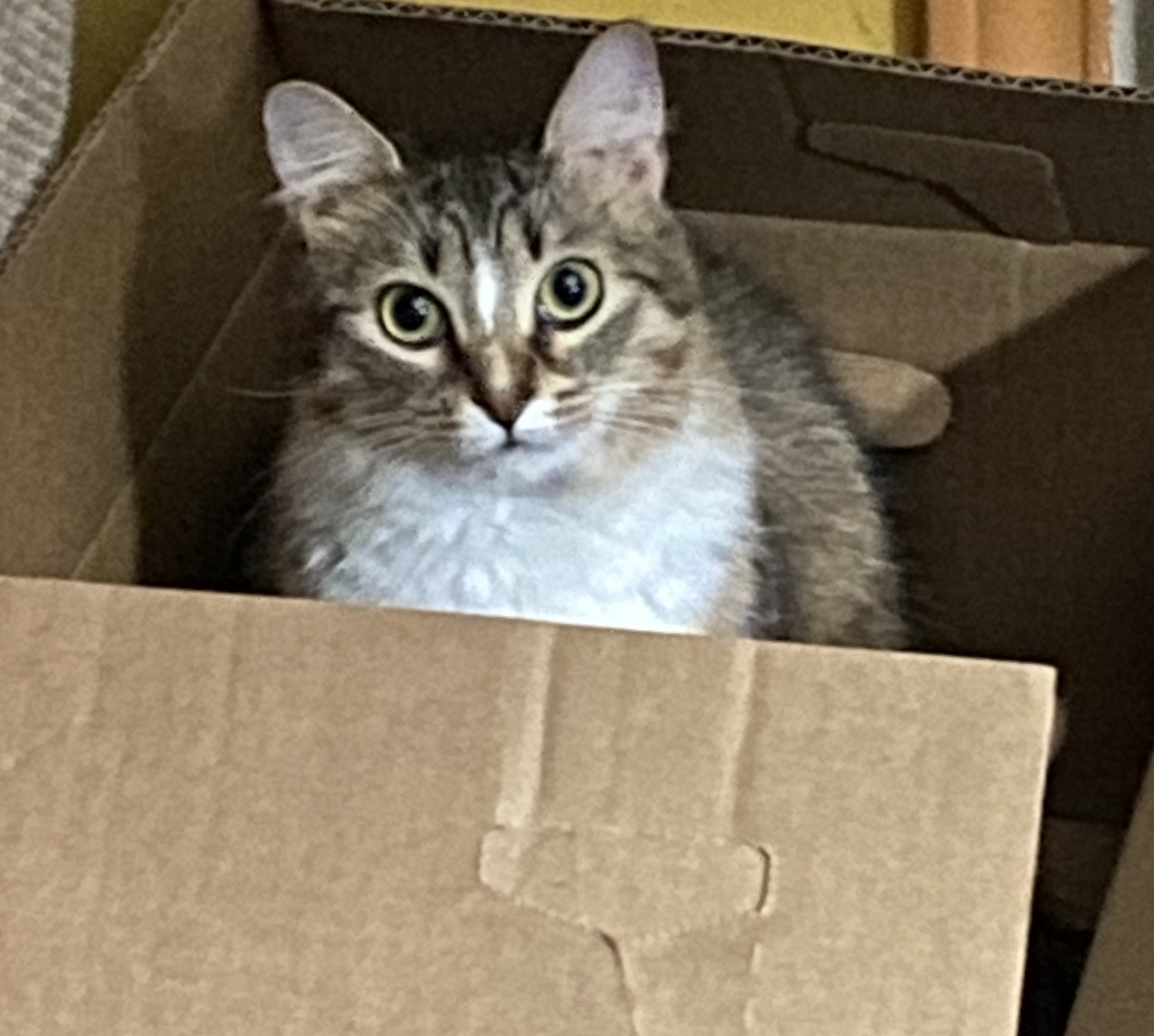 Shelter rescue 2019 #HazelRose was a kitten and supposedly was not friendly and scared. She is the most loving kitty filled with hours of fun and love. Her snuggles are the best ever!!!