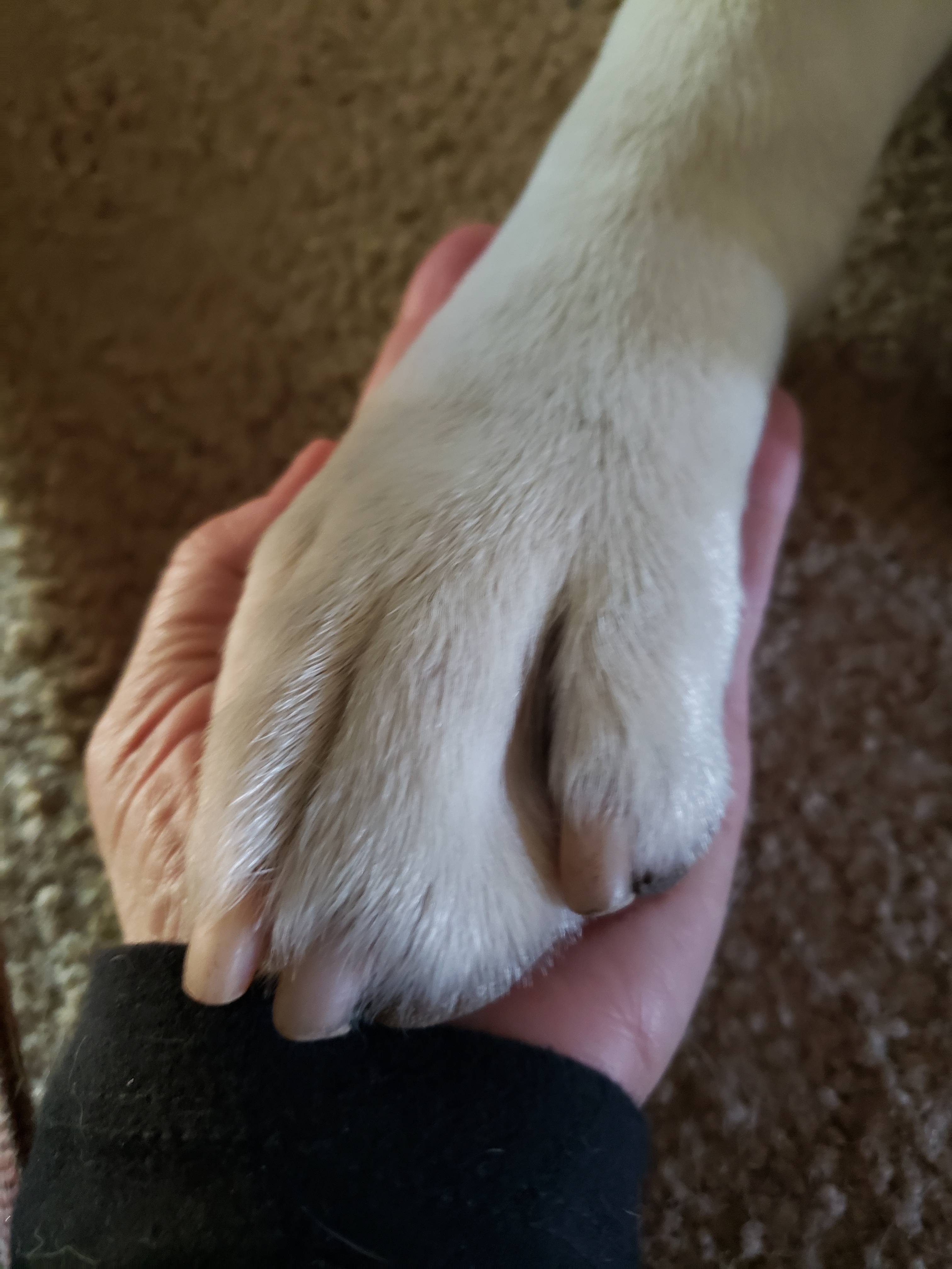 BUCK is four, 100% Labrador Retriever inherited from my father almost three years ago. Big Blond with huge paw that covers my hand.