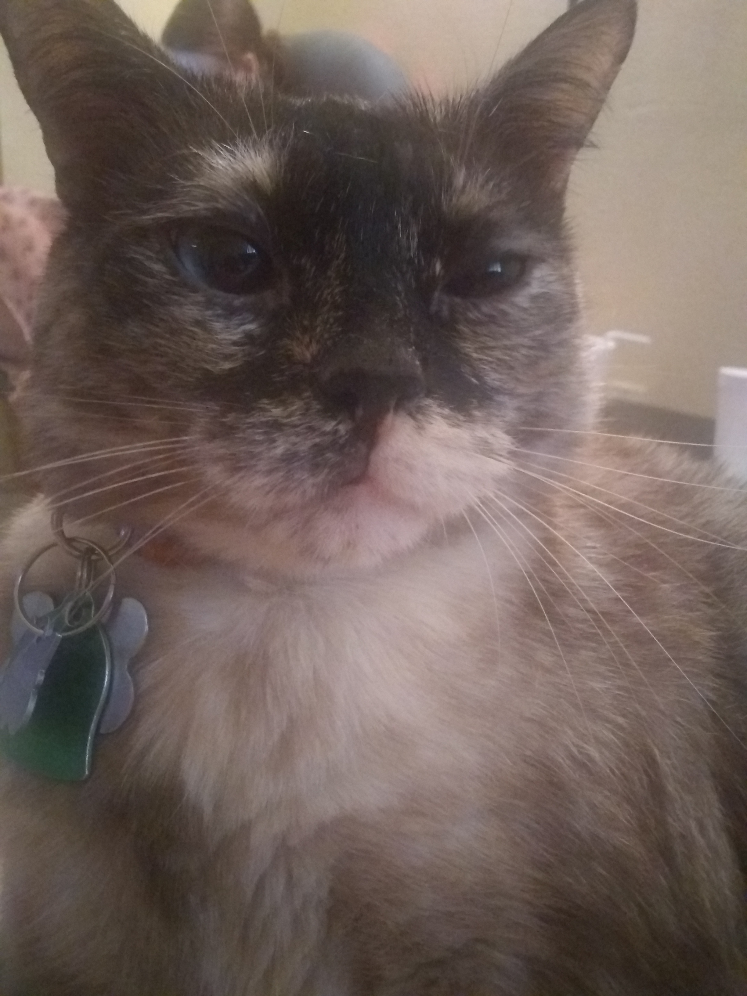 This is Moody. I adopted her from the Humane Society on Lancaster in 17.