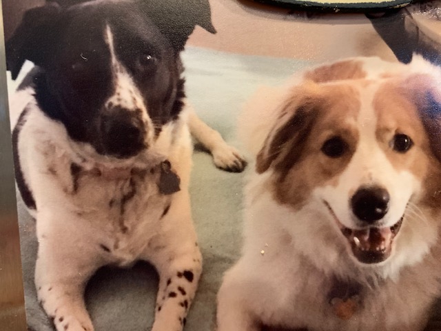 Both Dottie and Vincent are rescues and the biggest buddies.