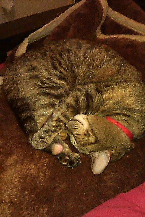 This is my rescue kitty Holly. I adopted her from the Lancaster Humane Society in 18. She is a joy. I believe that rescues make the best pets because they appreciate you more.