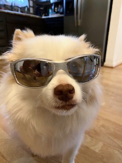 “Sunny” A Cool and Lucky Canine. Adopted 5 years ago by Nelson family during a “Clear The Shelters” Event.