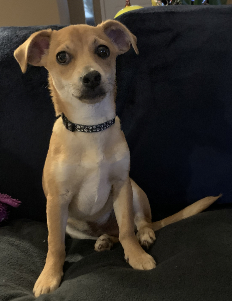 Meet Carlito, 10 months old. Adopted in March.    Thank you.  Michael Chapman & Kevin Neal