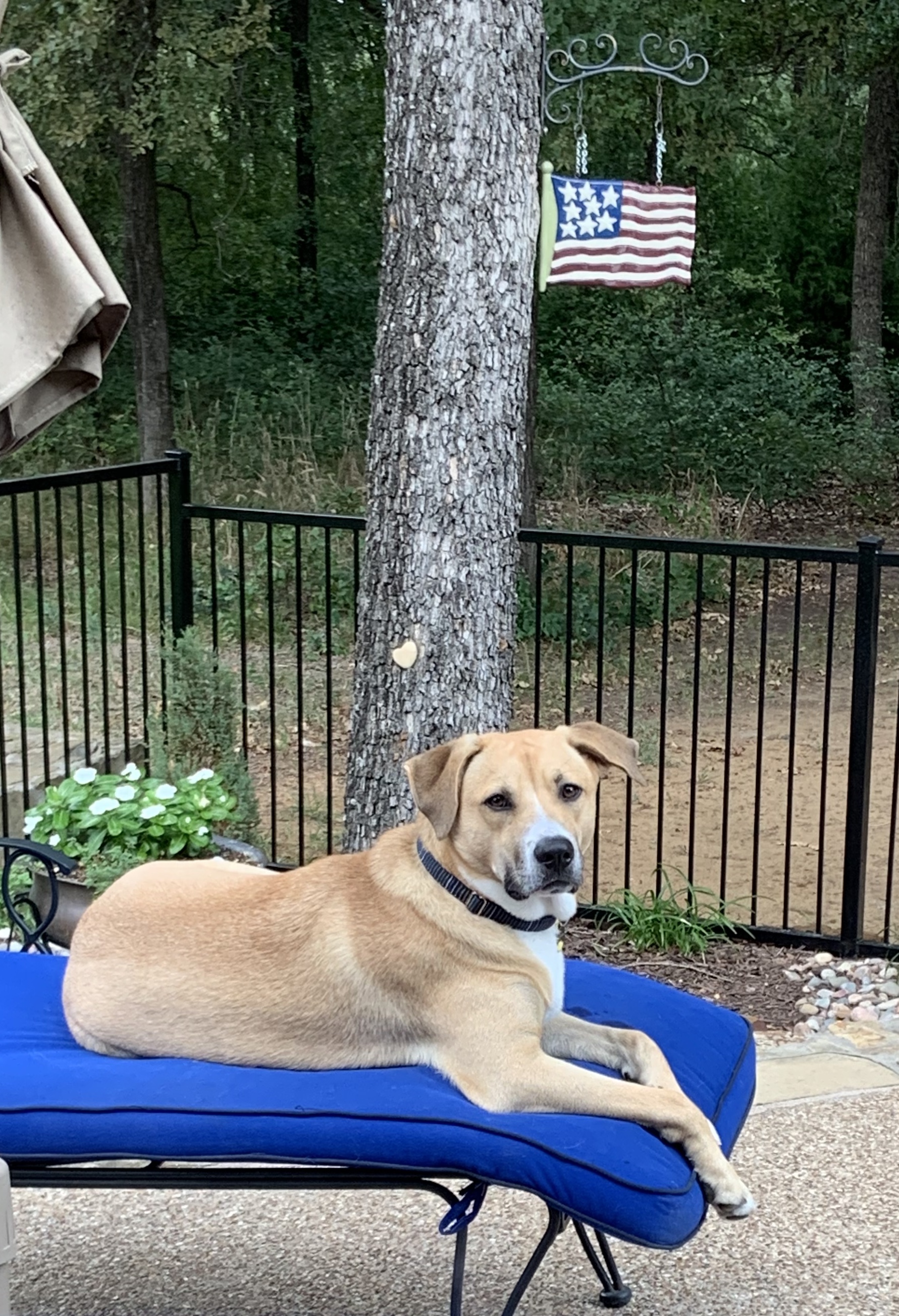 Chuck was adopted from the Tarrant Co shelter just before quarantine began in March. He’s a lovable, smart and funny pup who loves to relax!