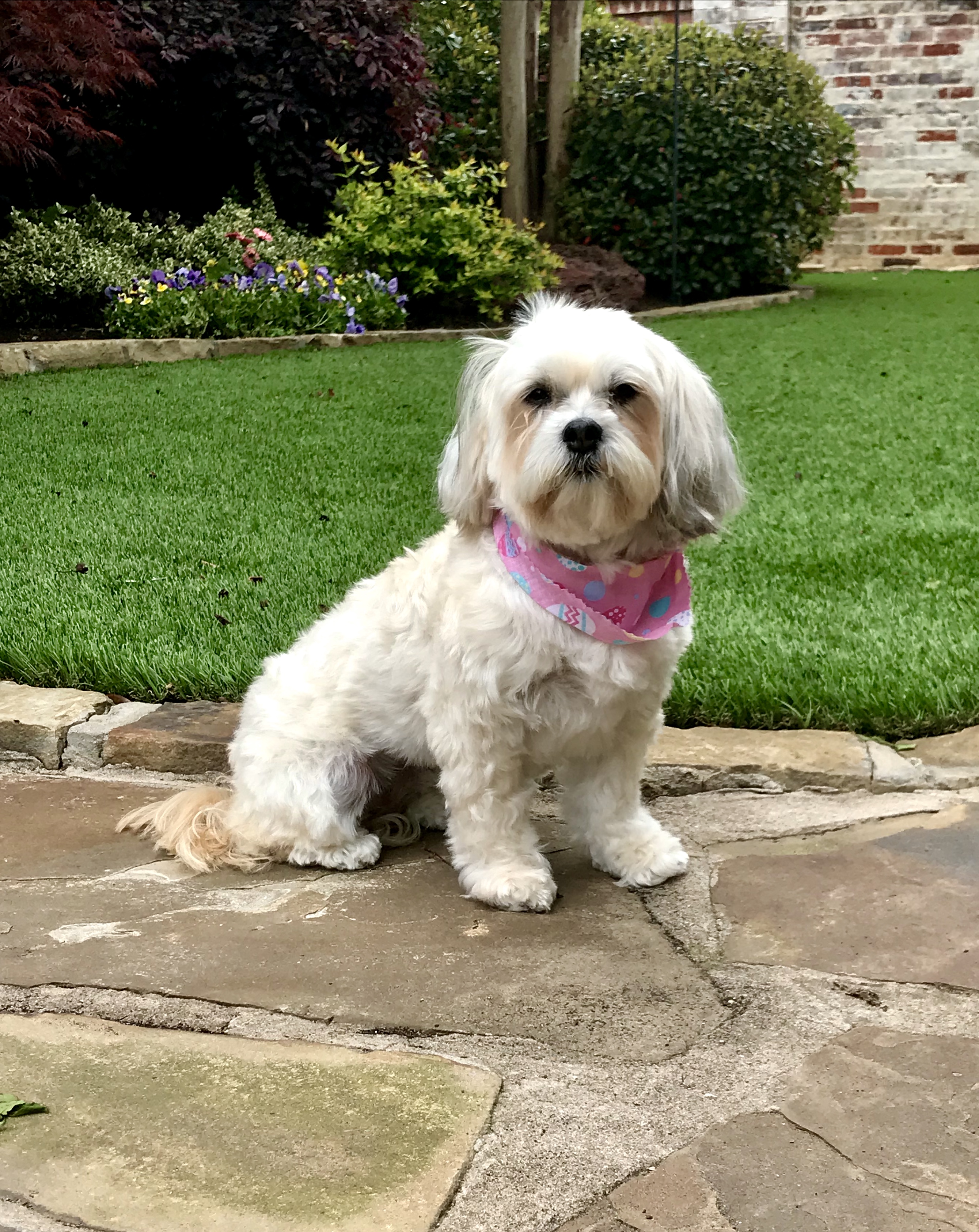Here’s a look at Willa who was adopted recently!   She’s a loving and a perfect addition to our family!