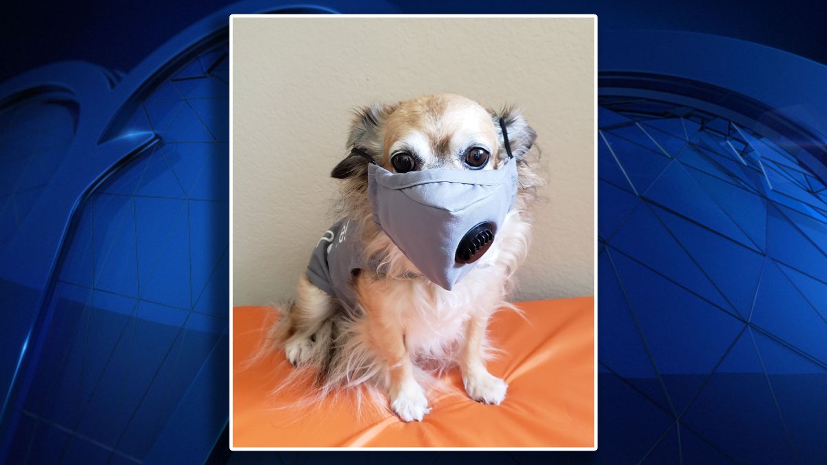 DFW Airport Encourages Mask Use With Photo of Therapy Dog NBC 5