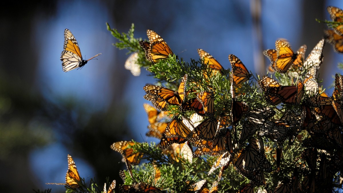 Grapevine to Host 2020 Monarch Butterfly Flutterby NBC 5 DallasFort Worth