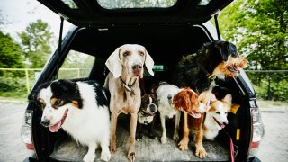 Group of dogs standing in bed of truck waiting to visit dog park with dog walker