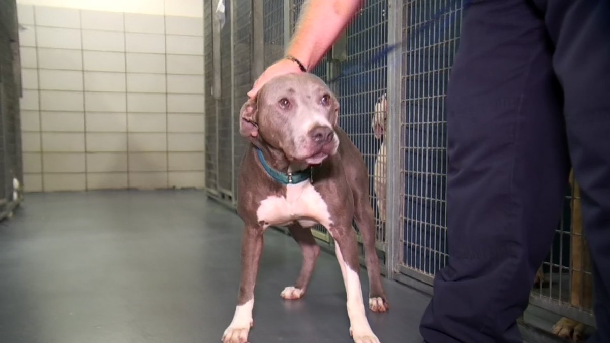 Dog at Fort Worth Shelter for 160 Days Needs Home NBC 5 DallasFort Worth