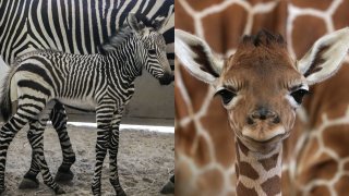 Baby Zebra and Giraffe born