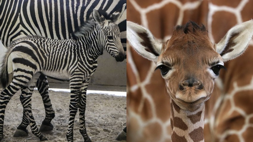 Dallas Zoo Welcomes Baby Giraffe, Zebra Born Days Apart – NBC 5 Dallas
