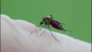 West Nile mosquito.