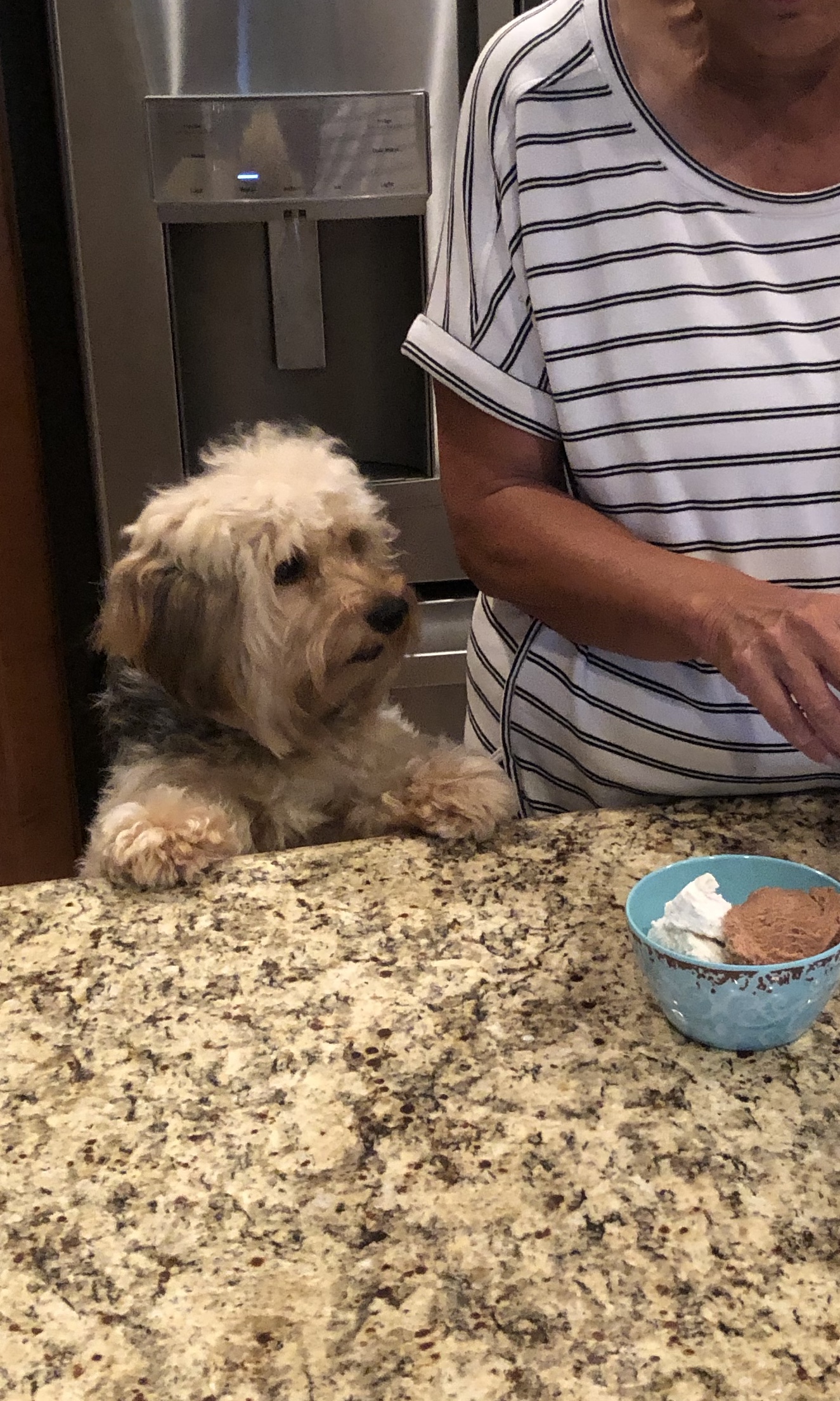 We adopted Rocco in February.            Rocco LOVES ice cream.   He only gets a small taste of Vanilla.                Angie Gay    Denton, Tx