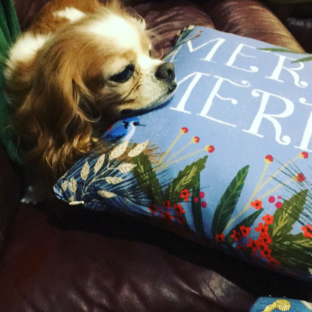 This is Emma Grace. We adopted her January of 2017 when she was 7 years old.