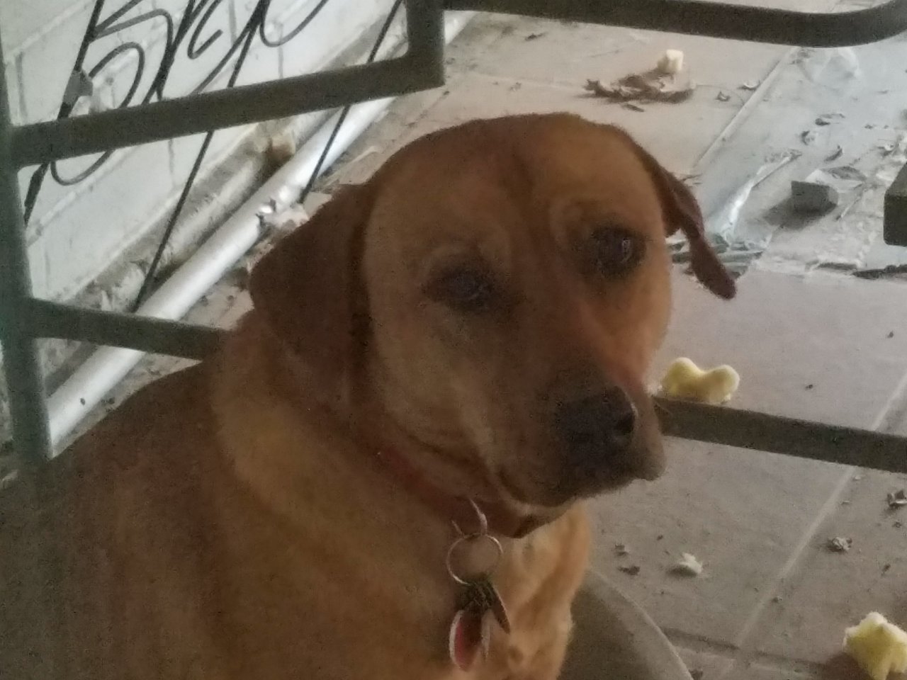 GINGER is three, a Labrador/shepherd mix. Red head.