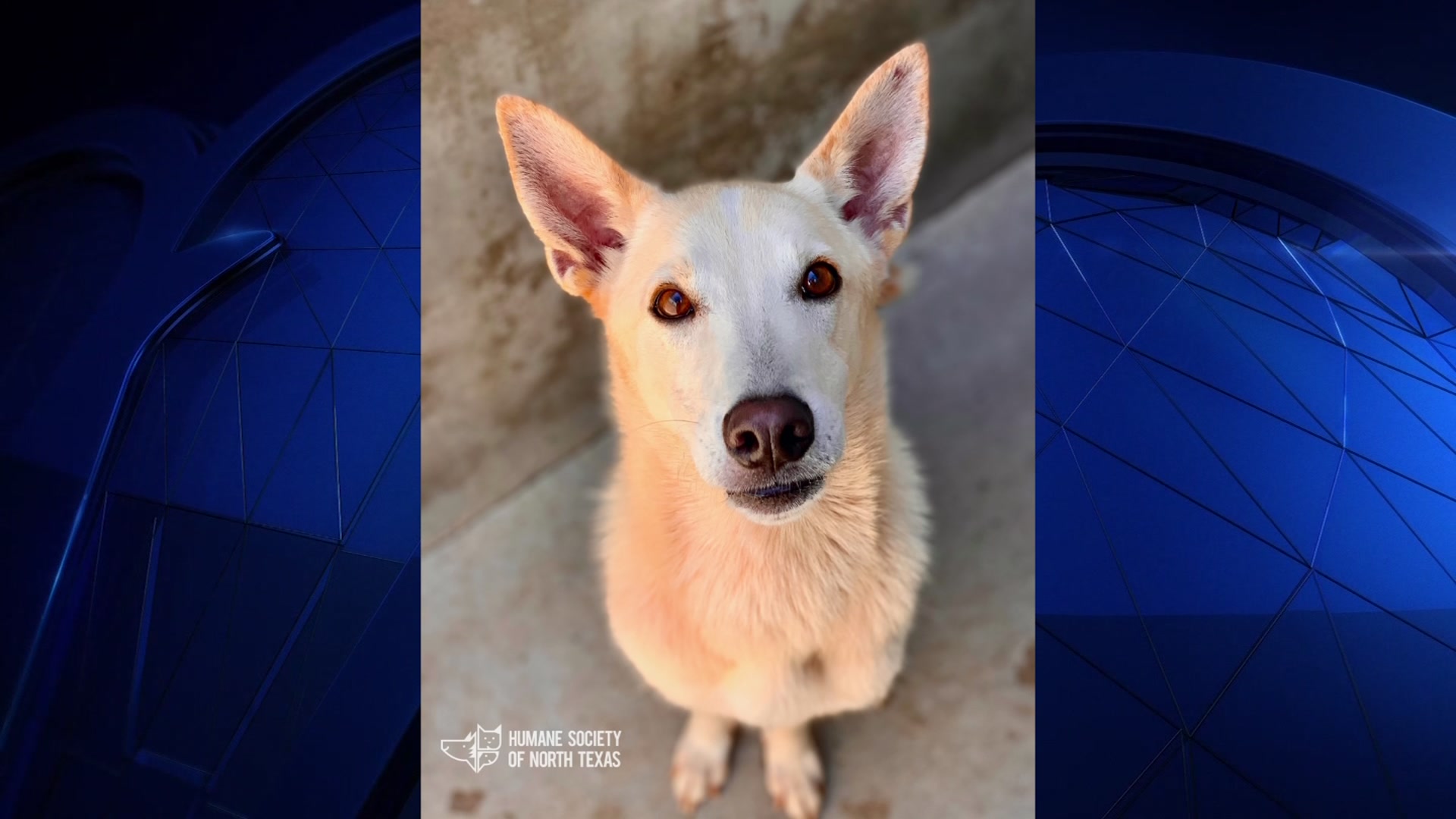 White Coyote Dog Mix