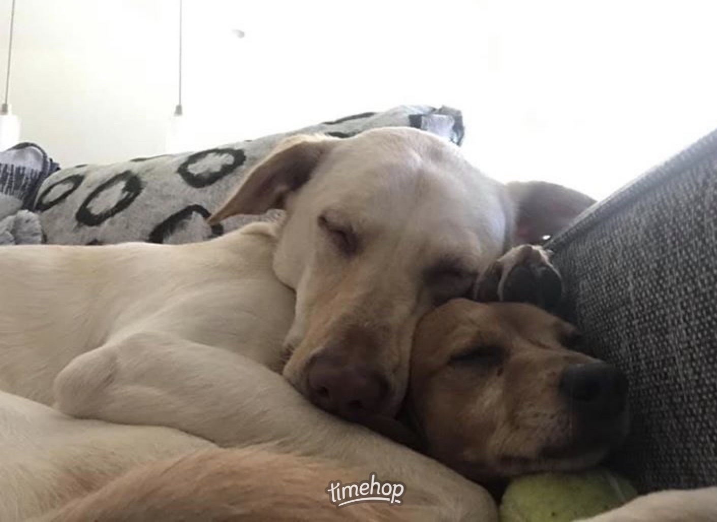 Maddie and Tubby both were rescued from the irving animal shleter.