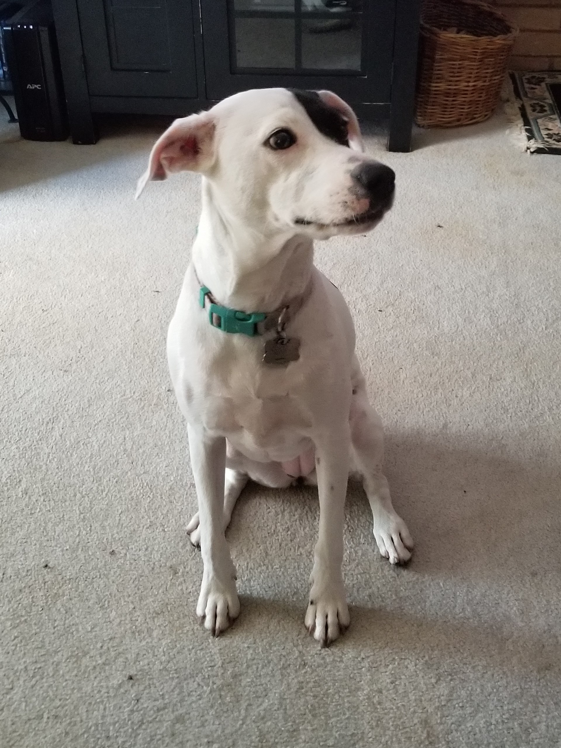 Was found under a bush in Mesquite last June (2019) and we adopted her a few days later,  She has turned into a very sweet girl.  She was about 4-5 months old when she arrived and is no longer a puppy but still full of life.