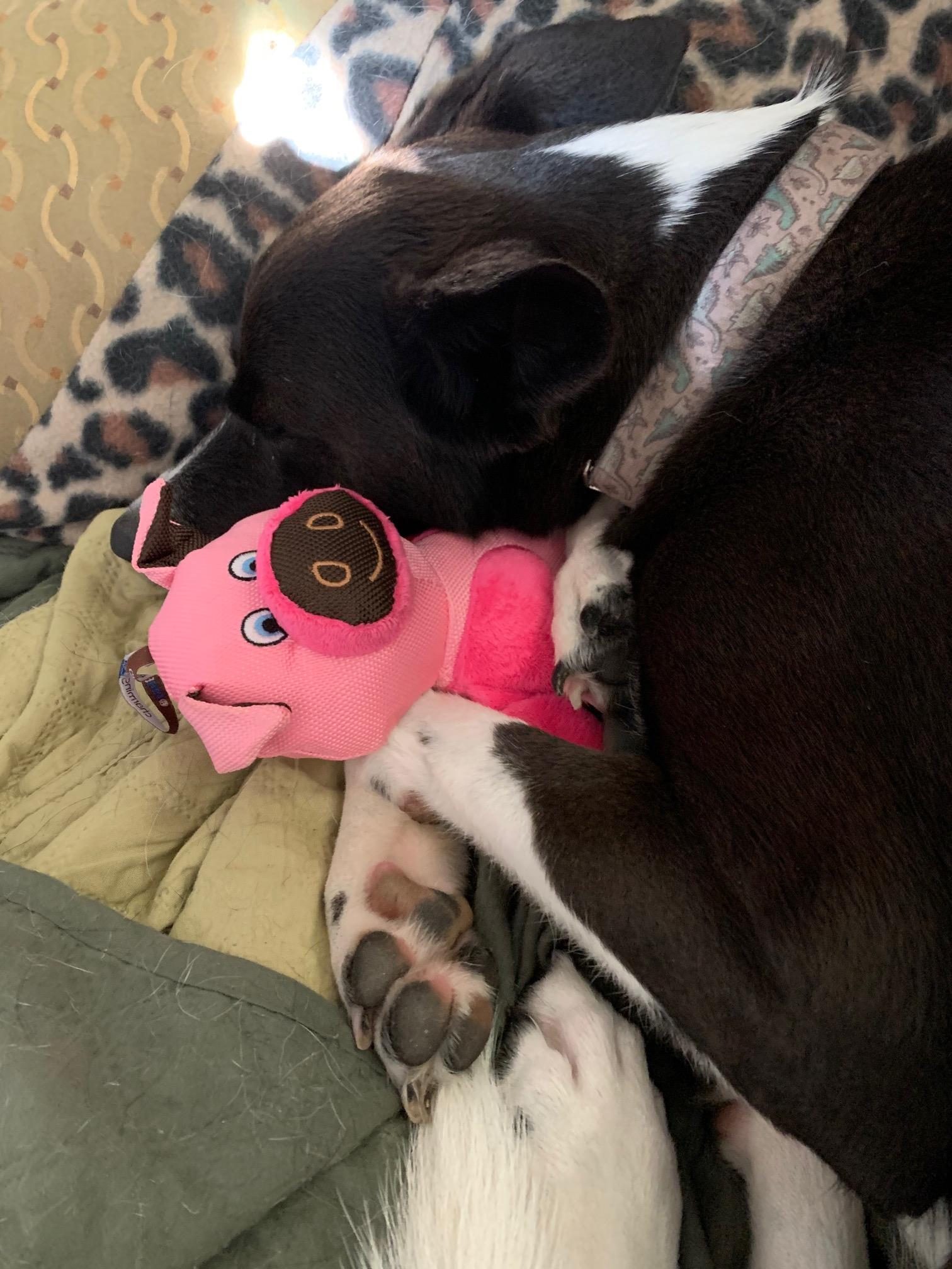 Meet Sadie (with the pink toy) and Harley. Both rescued 2 years ago. Precious gifts.