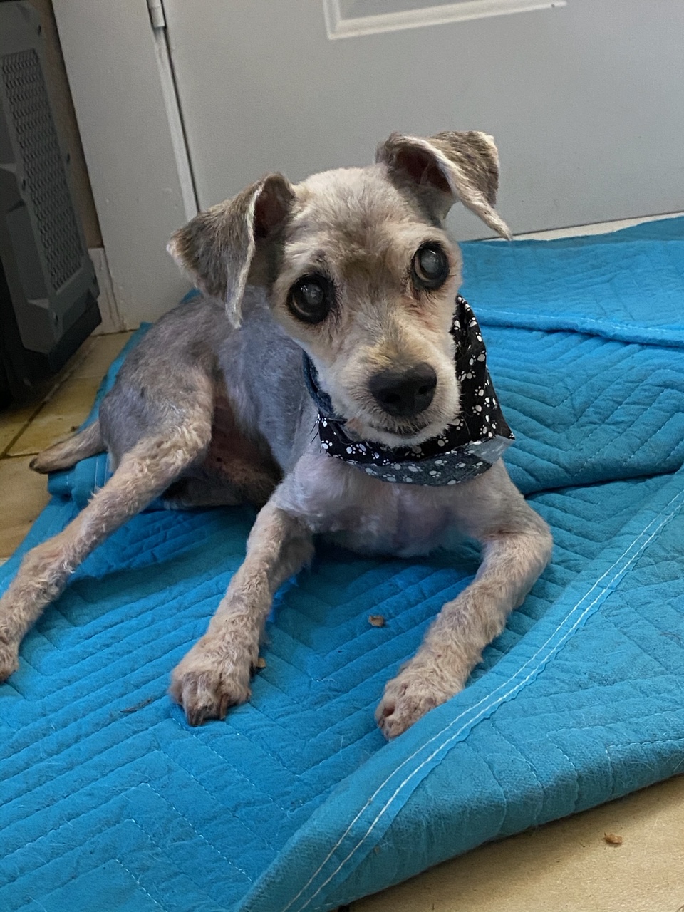 We found Conway ( aka Skeletor the Merciful) on our back doorstep one day.  He was badly mistreated and barely alive.  Today, he’s doing fine and loves long walks!