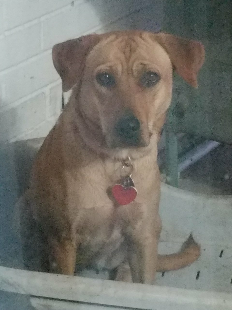 GINGER is three, a Labrador/shepherd mix. Red head.