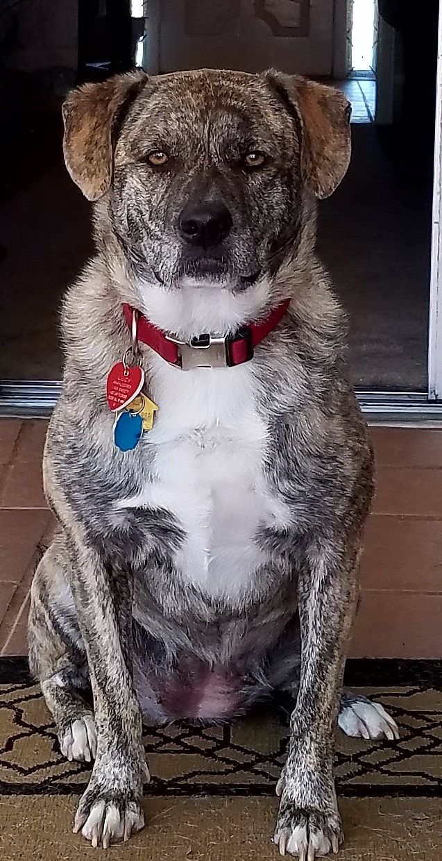 LUCY is five, a blue heeler/pit mix. Brindle