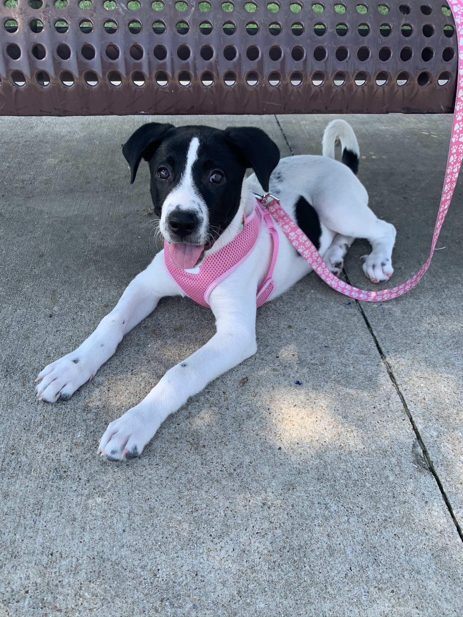 This is our 13 week old rescue dog Oreo.  She is adorable!  So lucky to have her be a part of our family.