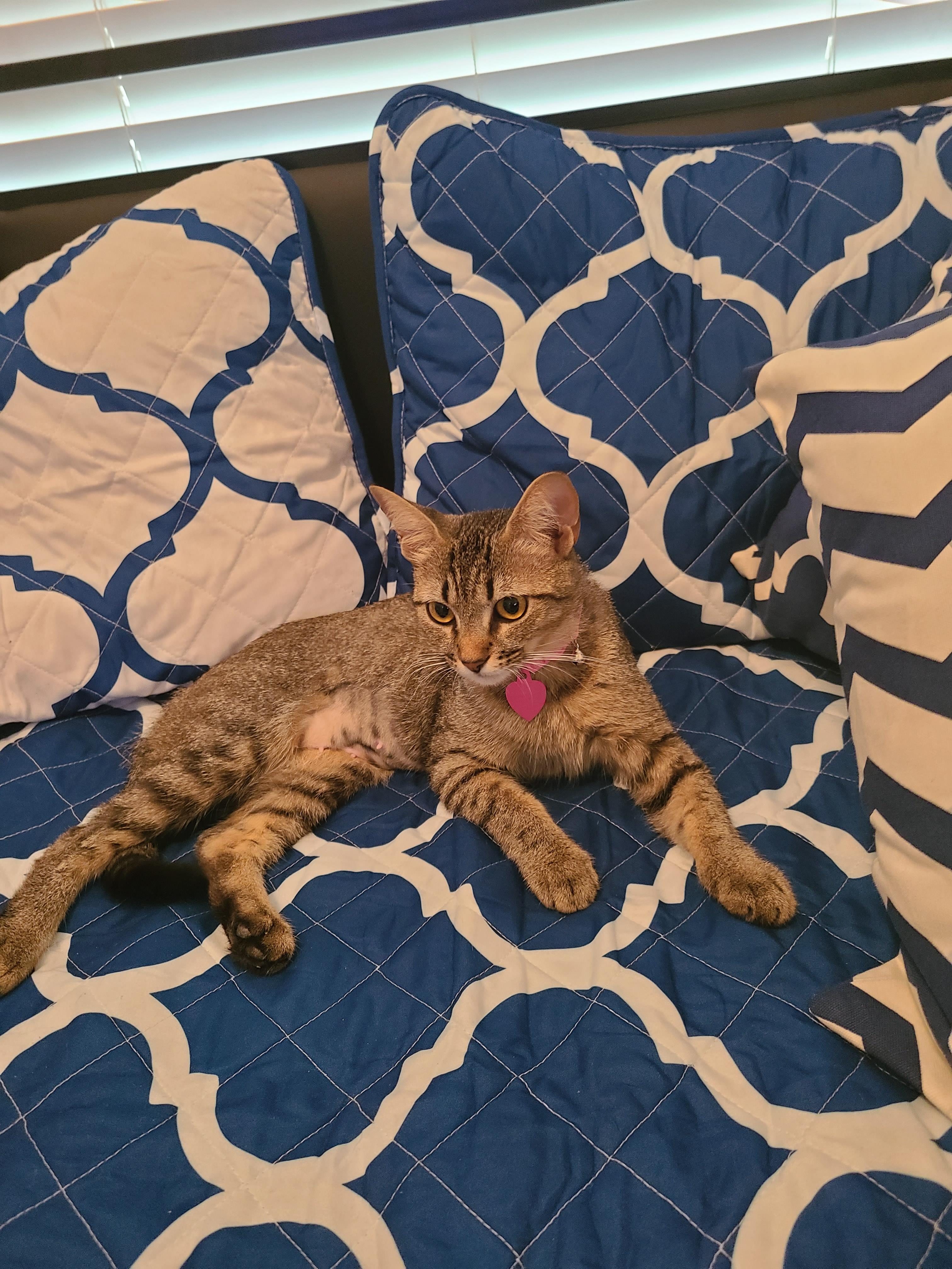 I never thought I was a cat person until we just recently rescued our newest member to the family Penny! Now we can’t get enough of her.