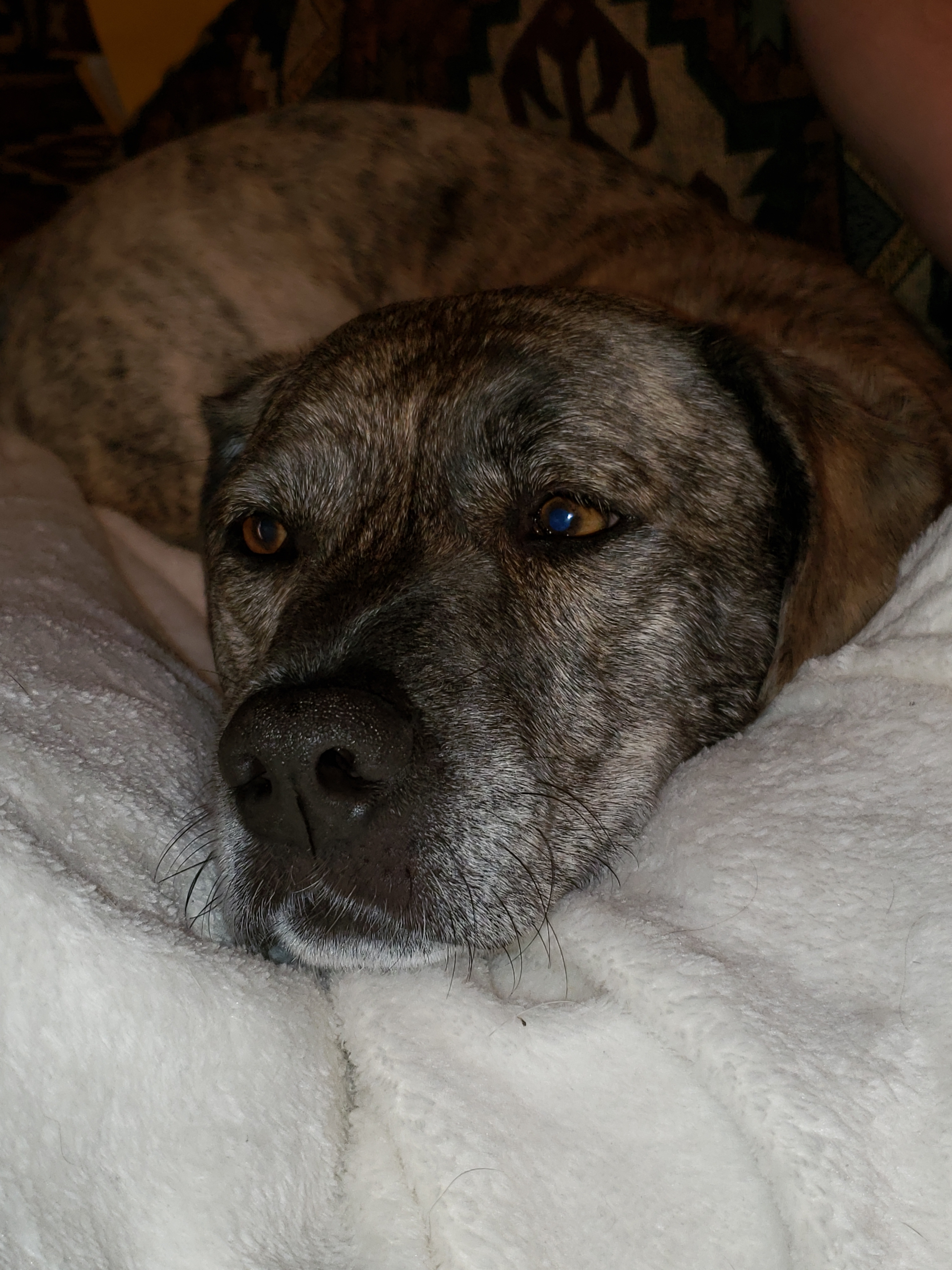 LUCY is five, a blue heeler/pit mix. Brindle