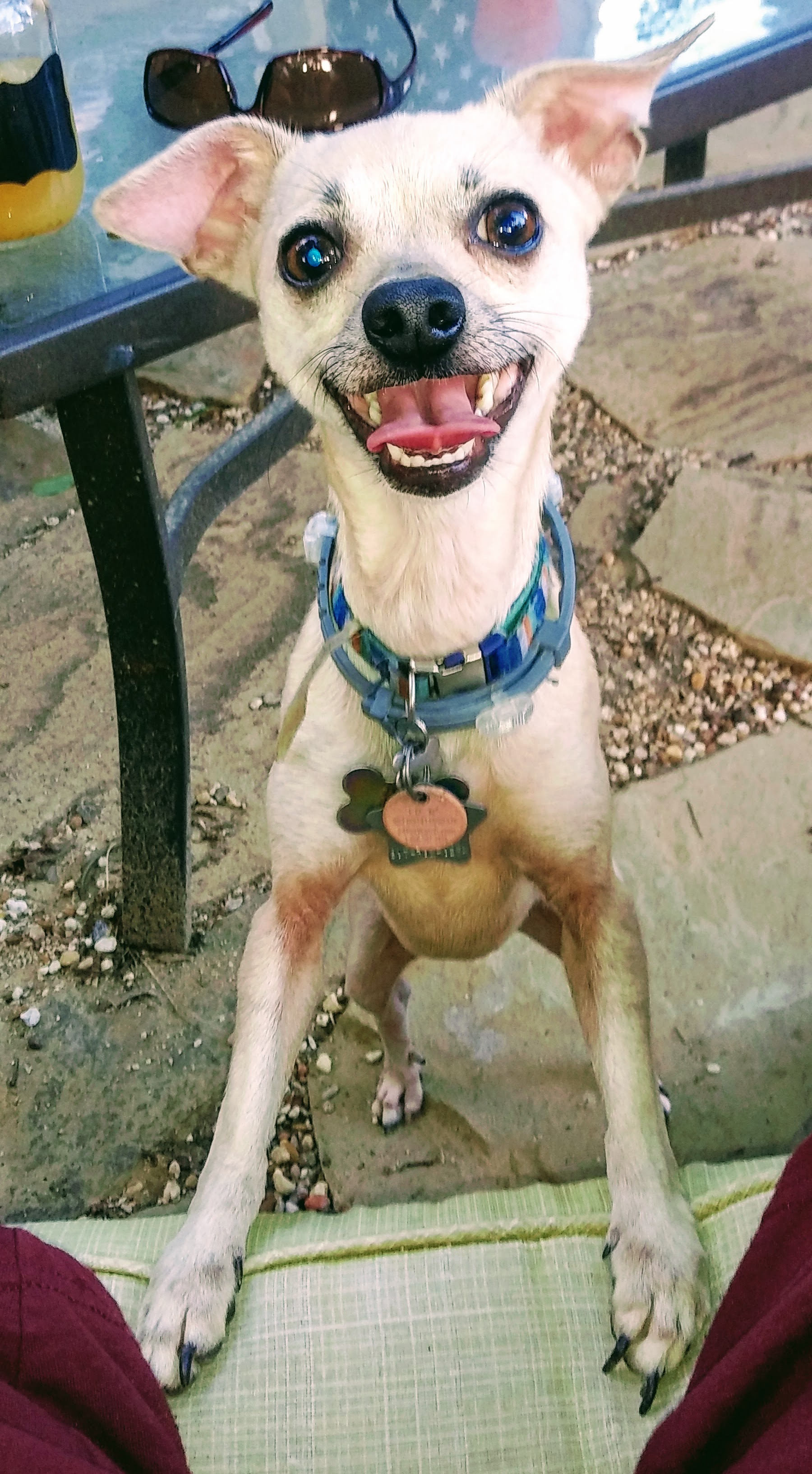 We adopted Camilla “Cami” from the shelter on Clear the Shelter day 2018.  She has been a true joy and I can’t imagine my life without her.  She loves life and especially loves chasing her tennis ball. We plan on adopting a brother or sister for Cami this year.