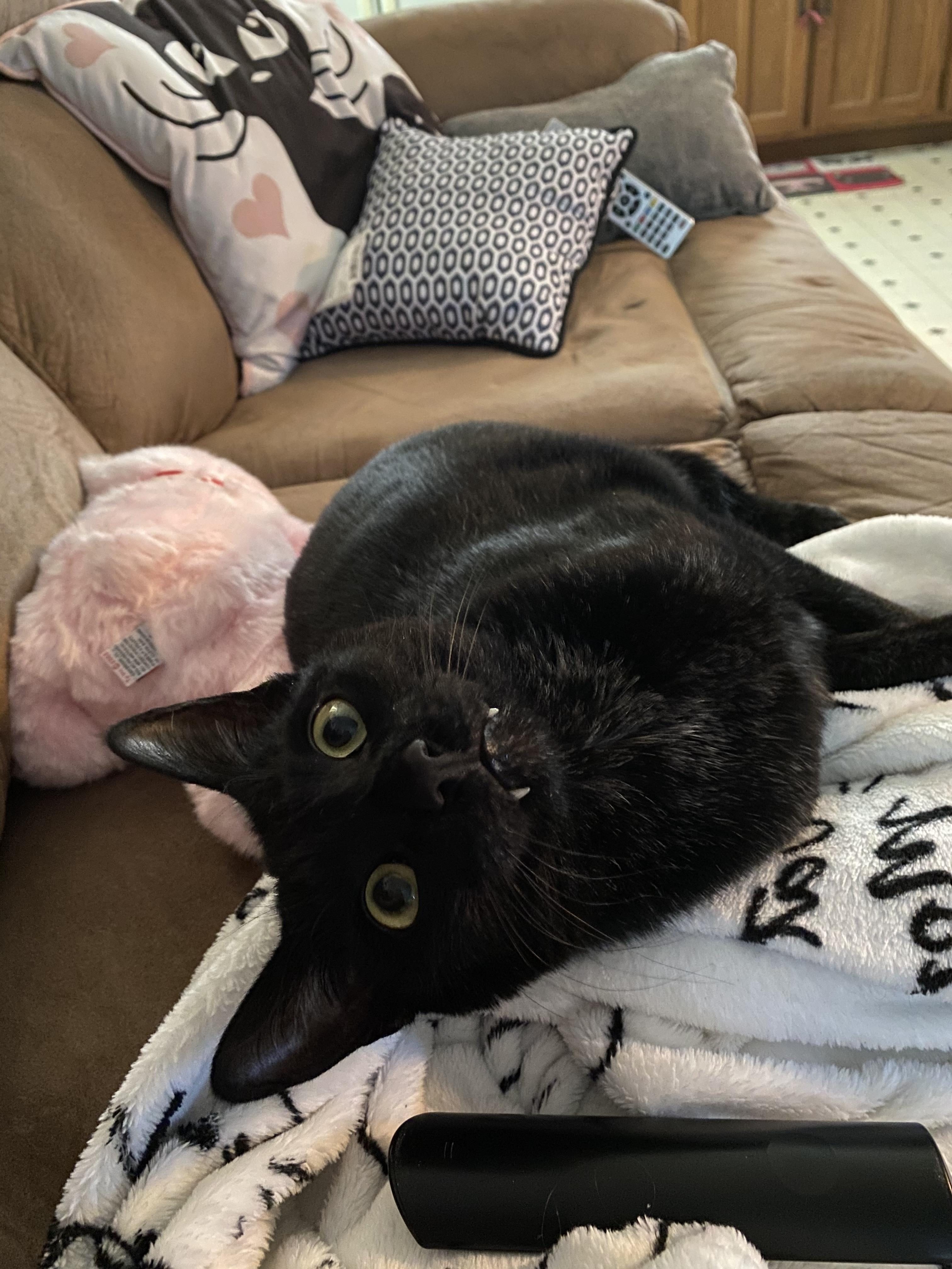 I rescued Blueberry Pie at my job which is a construction yard with lots of forklifts and 18 wheelers going in and out  all day. He has been the biggest blessing
