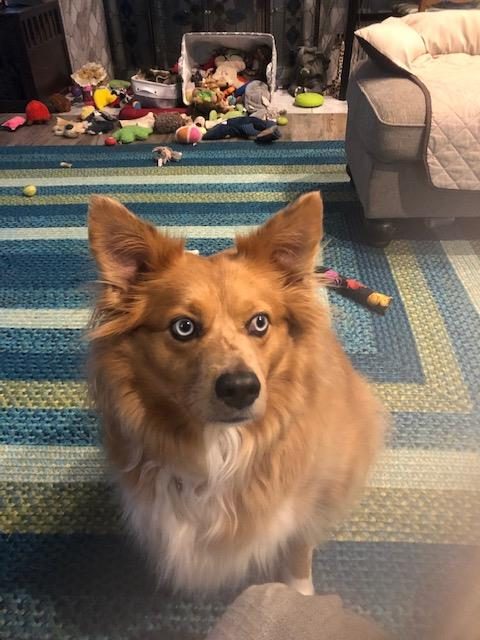 I rescued both of these pups from rescue groups and they are my babies.  Katie, an Aussie mix is a service and therapy dog, and the most patient pup in the world and has been with me for 6 years.  Monkey, her brother, a terrier/dashchund mix, earned his name the day I brought him home 2 years ago.  They are inseparable and play constantly.  Rescues are the only way to go!