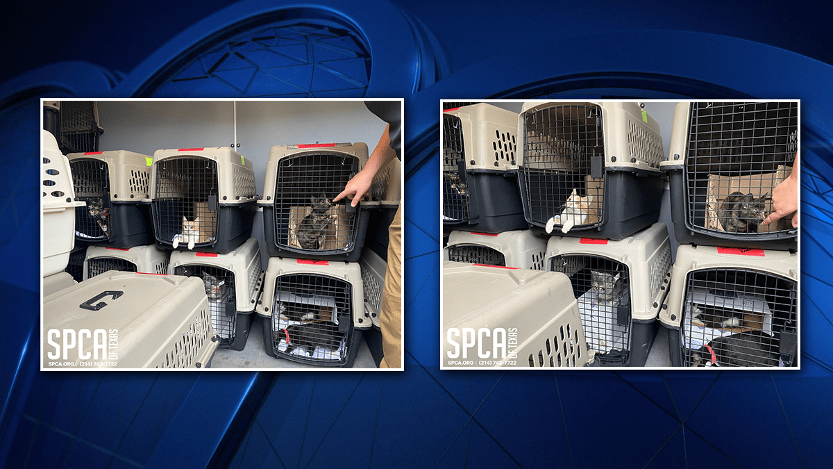 SPCA Transfers Animals Before Hurricane Laura NBC 5 DallasFort Worth