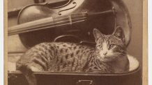 A.M. Nikodem Cat cabinet card