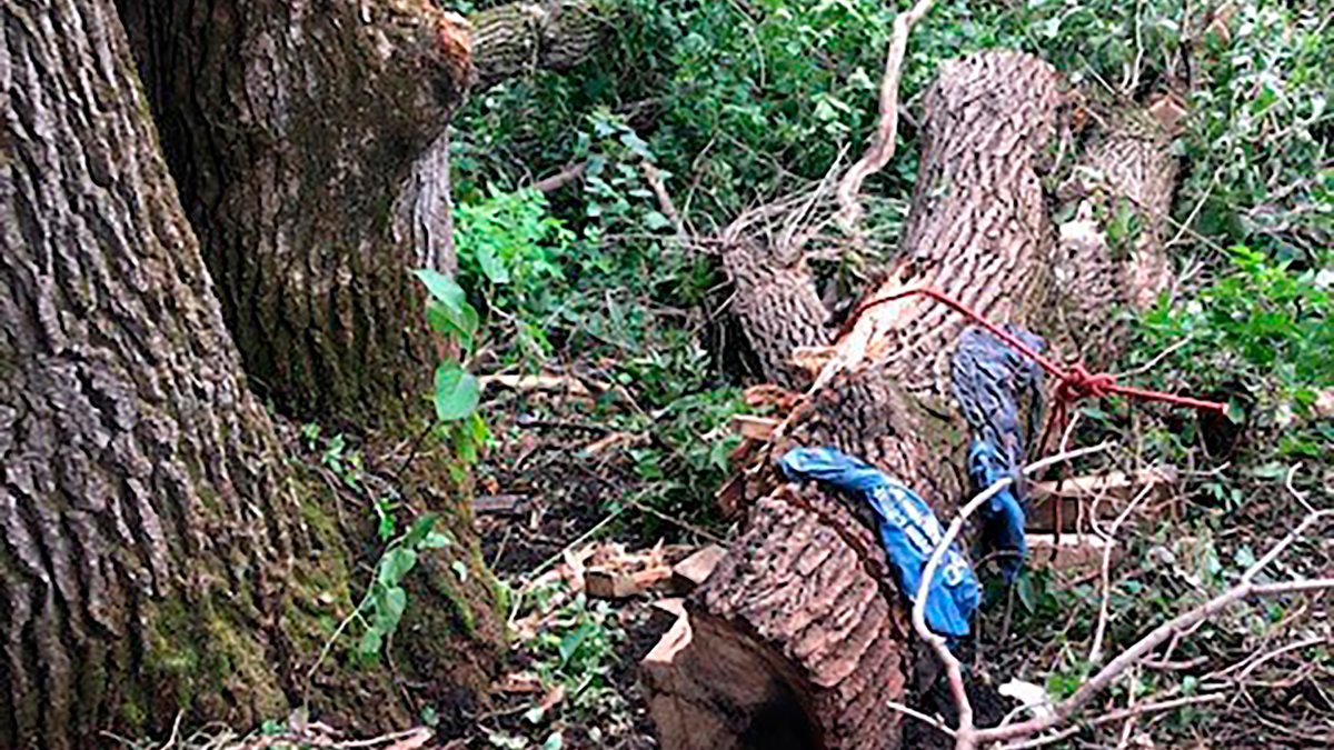 Minnesota Man Rescued After 4 Days Trapped Under Fallen Tree – Nbc 5