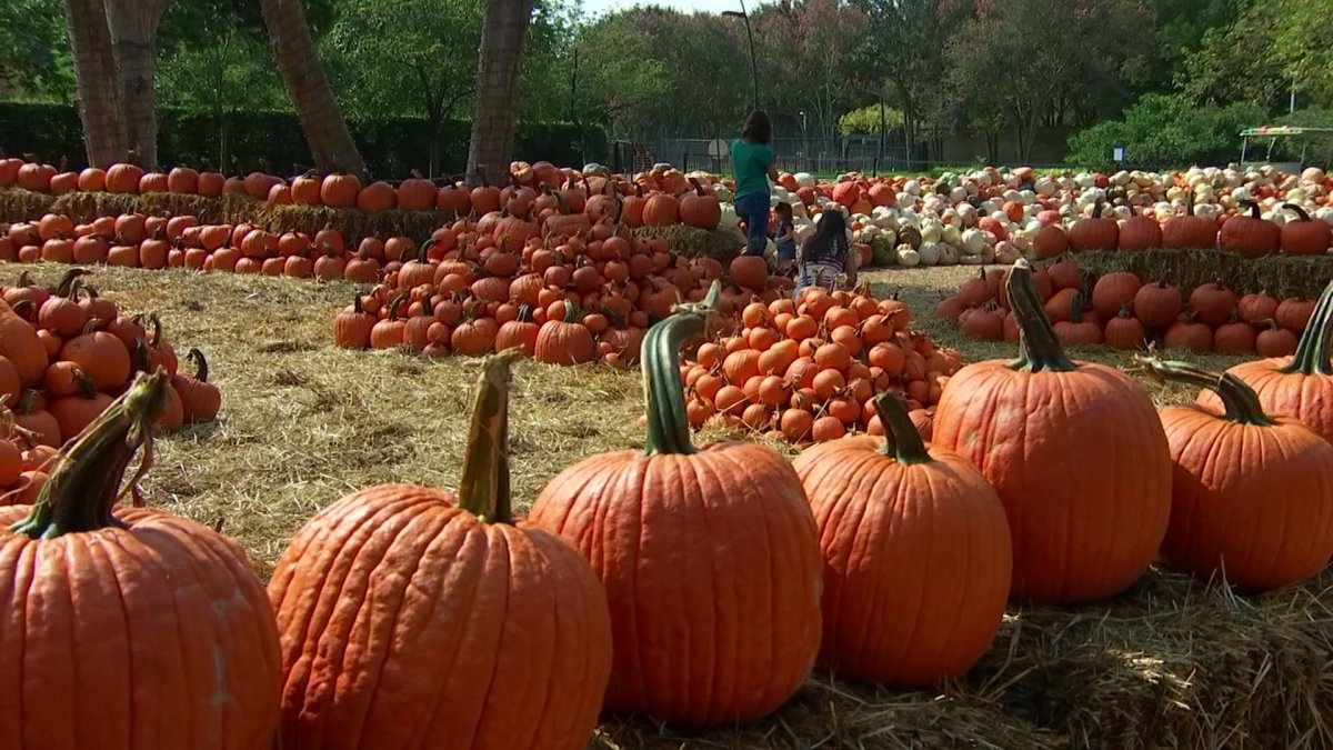 ‘Art of the Pumpkin’ Featuring 90,000 Pumpkins Opens at the Dallas Arboretum NBC 5 DallasFort
