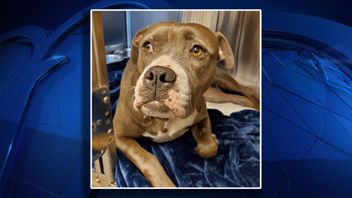 Dallas Police Department Asks for Assistance Identifying Dog Shooting