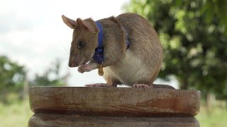 In this undated photo issued by the PDSA, People's Dispensary for Sick Animals, Cambodian landmine detection rat Magawa is photographed wearing his PDSA Gold Medal, the animal equivalent of the George Cross, in Siem, Cambodia. On Sept. 25, 2020, a British animal charity for the first time awarded its top civilian honor to a rat, recognizing the rodent for his "lifesaving bravery and devotion” in searching out unexploded landmines in Cambodia.