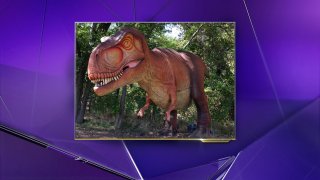 heard museum dinosaurs live Tyrannosaurus rex